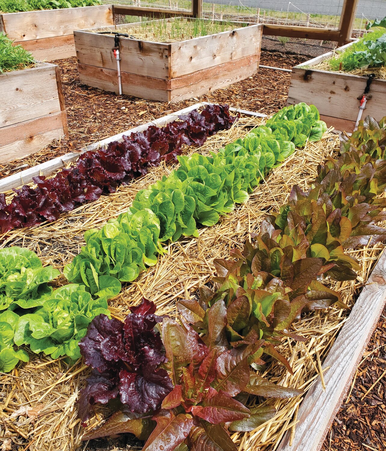 Elevated beds form an “age in place” veggie garden. Beds are 4-foot-by-6-foot, with hardware cloth at the bottom to deter resident moles. Aisles are 48 inches wide to allow ample space for garden equipment, wheelchairs, or mobility devices that might be needed in the future.
